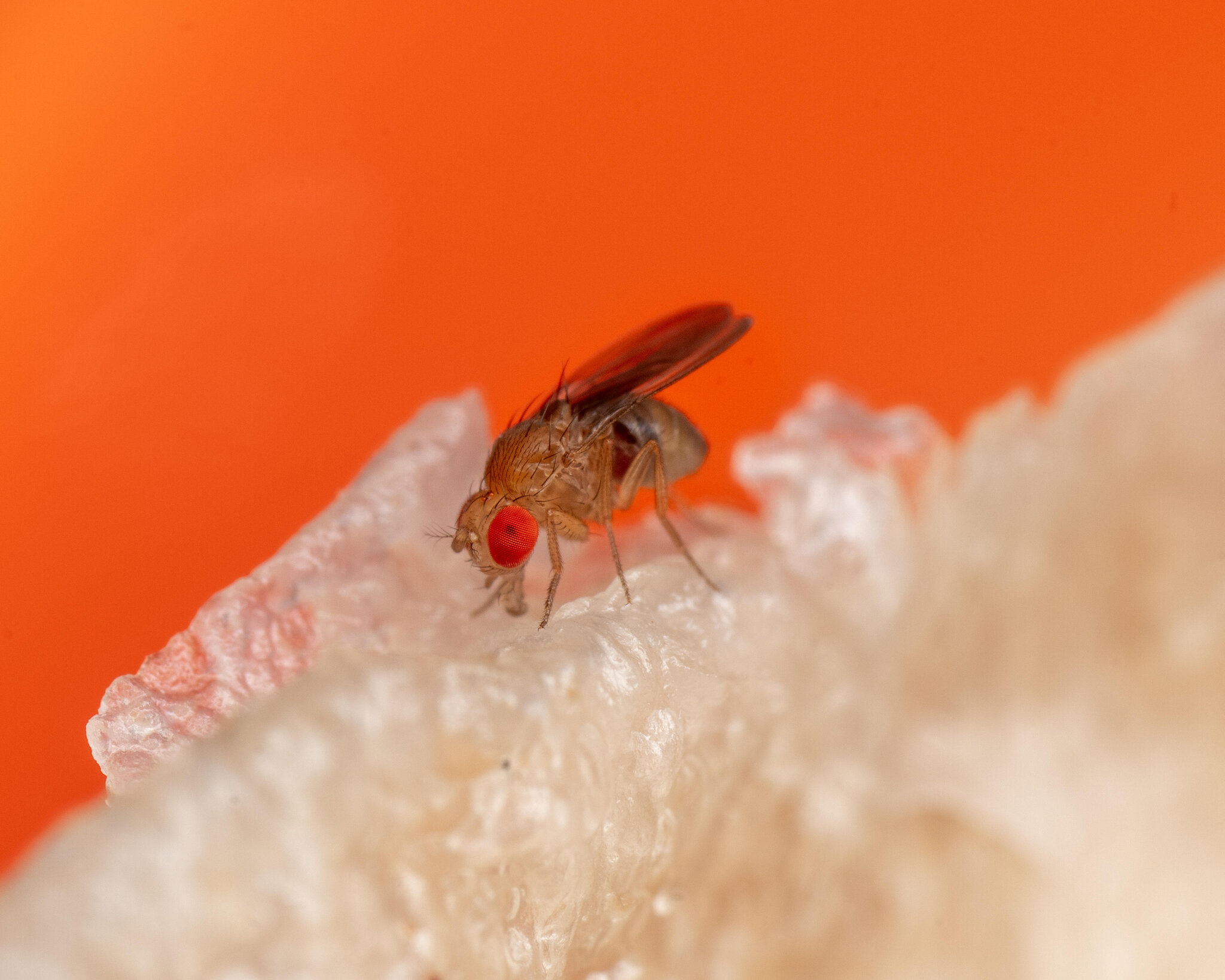 How many neurons are there in the brain of a fruit fly?